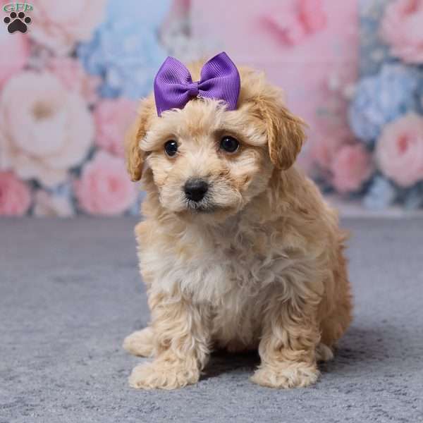 Tulip, Bich-Poo Puppy